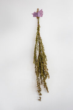 Dried lavender taped to a wall as decor