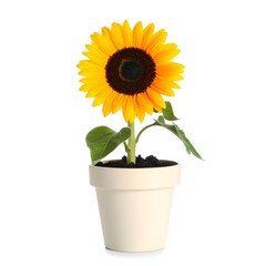 Obraz premium A vibrant sunflower blooms in a white pot against a stark white backdrop, showcasing the sunny flower and its green foliage