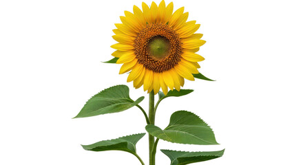 Bright yellow sunflower with green stem and leaves in full bloom. Isolated on transparent background, png