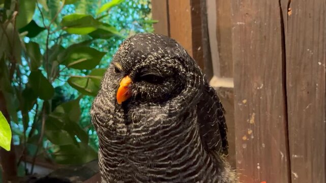 クロオビヒナフクロウ フクロウ 仕草 眠そう