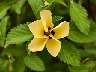 Damiana flowers are blooming in the morning