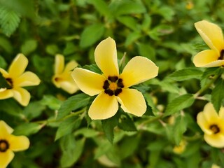 Damiana flowers are blooming in the morning