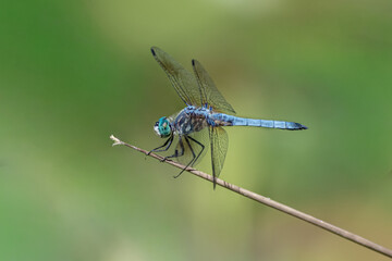 dragonfly on stick 