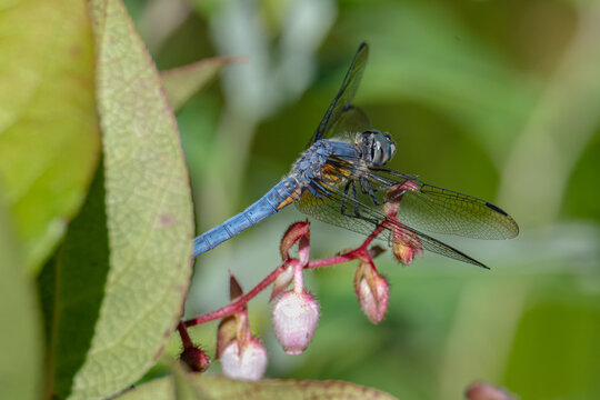 dragonfly on salal plant