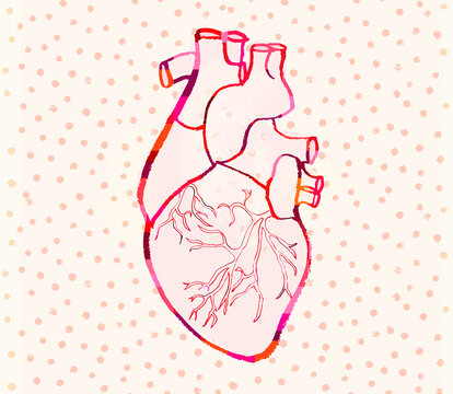 Line drawing of a human heart