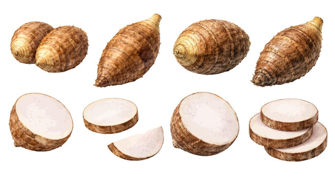 A charming watercolor collection of taro root clipart, including whole roots, sliced rounds, stacked pieces, textured brown skin, and pale interiors.