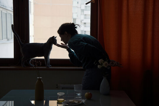 Cat interacts playfully with owner at home near a window 