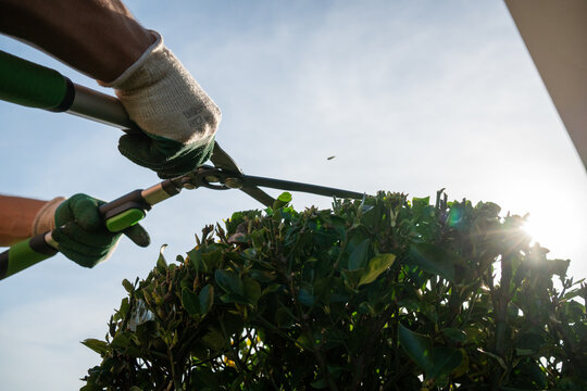 Gardener trimming hedge with pruning shear