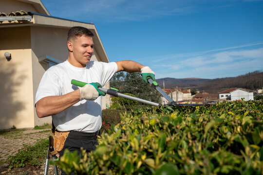 Gardener trimming hedge with shears