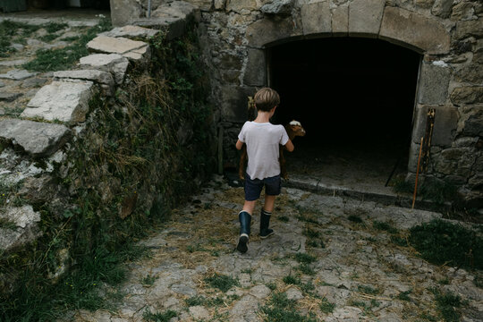 boy bringing  lamb into barn. 