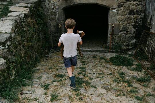 boy bringing lamb into barn. 