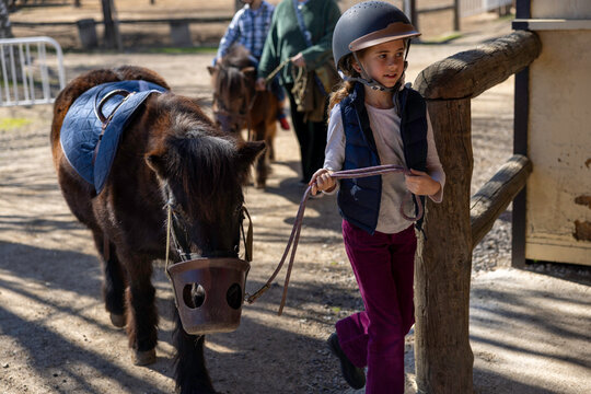 A young girl walking beside a small brown pony with a muzzle