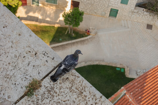 Pigeon Sitting on Rooftop Edge with City View. High Angle Perspective
