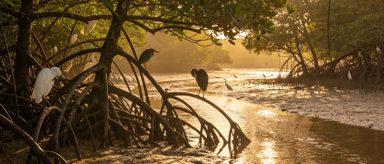 Stunning panoramic landscape of a tropical mangrove forest at golden hour featuring white egrets and herons resting on intricate root systems amidst the glowing sunrise over a calm wetland river.