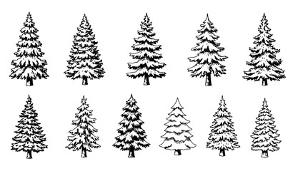 Obraz premium Hand-Drawn Christmas & Winter Pine Trees Vector Set – Holiday Forest Collection
