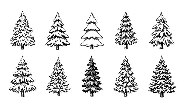Hand-Drawn Winter Pine Trees &ndash; Christmas Vector Illustration Collection