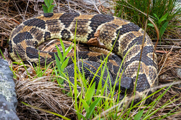 Fototapeta premium beautiful timber rattlesnake with triangle head in a clearing close-up