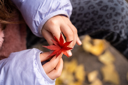 Child Holding Red Maple Leaves. Autumn Japan