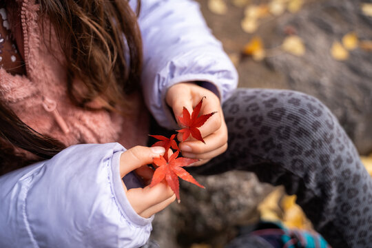 Child Holding Red Maple Leaves. Autumn Japan