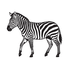 Obraz premium Detailed Black and White Zebra Illustration African Safari Wildlife Design