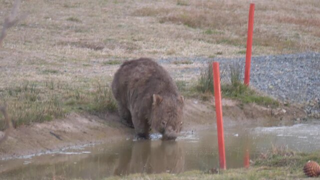 Wombat with mange drinking from shallow pool of water