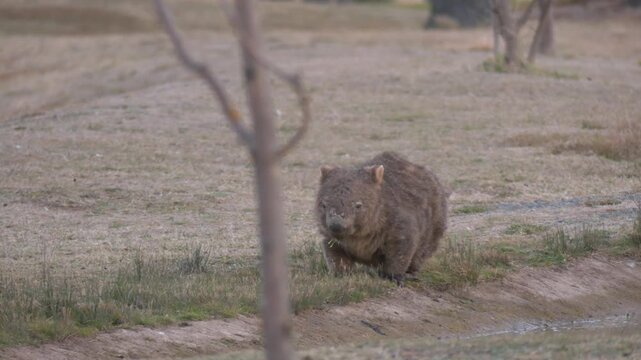 Wombat with mange eating and sitting by itself