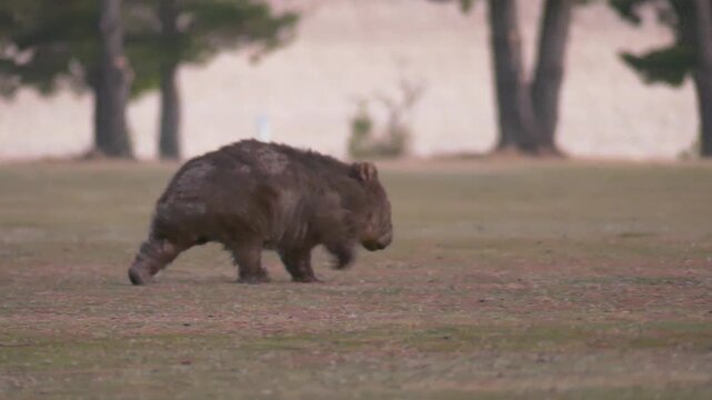 Wombat with mange slowly walking across open field