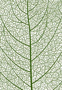 Closeup green tree leaf veins pattern, vector textured background of cells. Vector green tree leaf organic texture. Science or eco environment bg, textile print. Macro view of green natural leaves