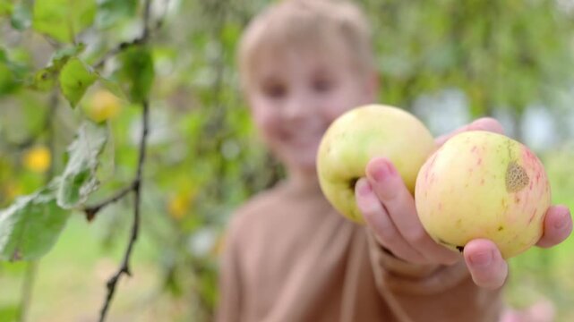 Cute preteen boy picking apples in orchard. Child reaching for apple and grabbing it. Harvesting in domestic garden or family farm. Healthy homegrown food for children. Focus on the apples