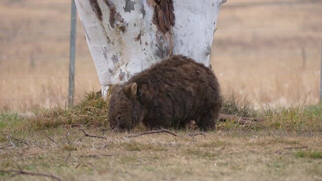Wombat with mange eating field grass in daylight by a gumtree