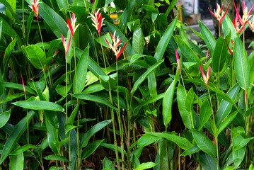 Obraz premium vibrant red and yellow heliconia psittacorum flowers in a lush tropical garden