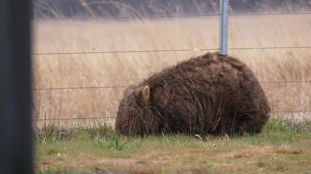Wombat with mange eating grass by a farm fence 