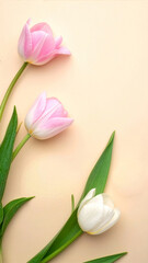 Fototapeta premium チューリップ Tulip 050 Pink and White Tulips Arranged on Beige Background with Vertical Copy Space（ベージュの背景に配置されたピンクと白のチューリップと垂直方向のコピースペース）