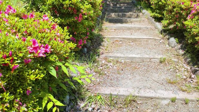 公園の散策路の階段