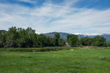 Spring Mountain Meadow with Pond and Forest Edge
