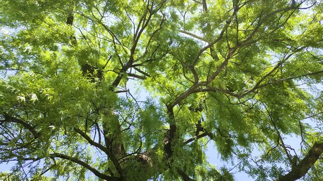 ヤナギの枝と葉に映る水面の照り返し（柳・新緑・水辺の風景・光の反射）