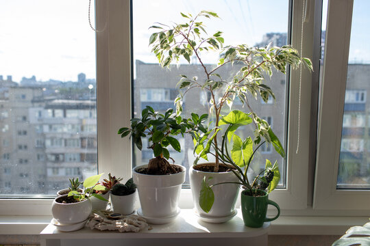 indoor plants on the windowsill