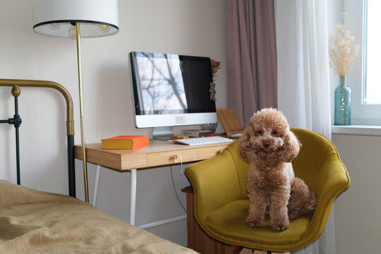 Cozy indoor workspace with a poodle sitting on a yellow chair