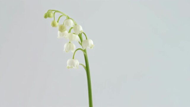 Delicate Lily of the Valley Flower Stem with White BellShaped Blossoms. 4k Footage Video
