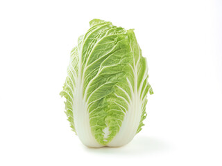 白菜　白バック