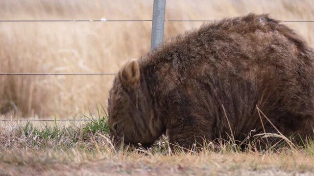 Wombat with bad mange eating grass by a farm fence close up