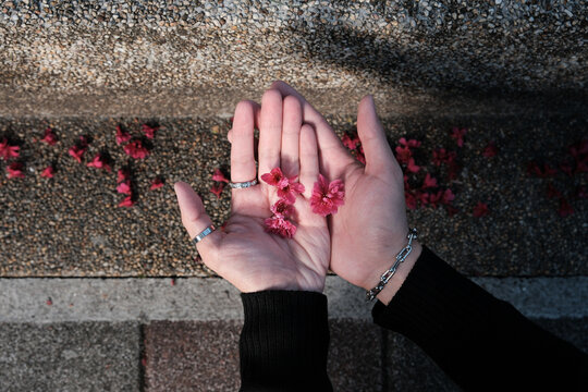 Hands holding red blossoms