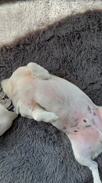 perro blanco jack russell descansando en su cucha	
