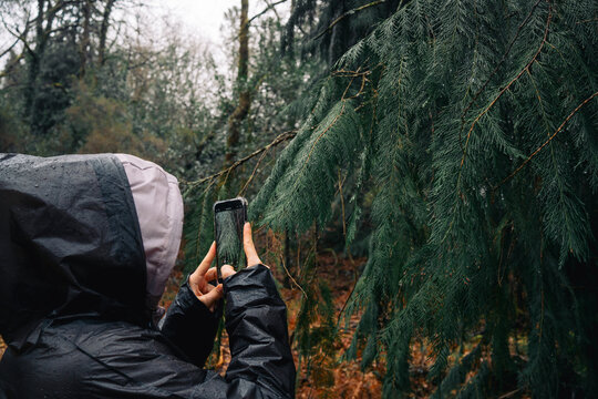 Person photographing pine tree with smartphone on a rainy day