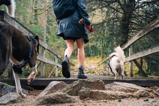 Person walking dogs on a wooden bridge in the forest
