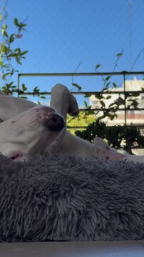 perro blanco jack russell descansando en su cucha	
