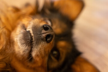 Naklejka premium Extreme close up macro shot of cute fluffy dog nose and face upside down with shallow depth of field and warm blurred background. Concept of pet love, animal details and intimate bond with dogs.
