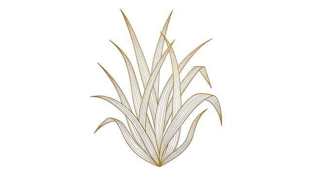 Elegant Plant Illustration with Long Strappy Leaves