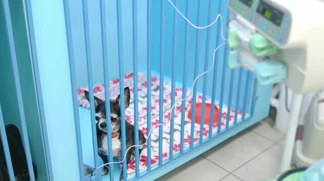 A small dog is in a big cage in a vet clinic or in an animal shelter. Hotels for domestic animals. Overexposure of pets. Protection, treatment, vaccination, adoption of homeless or lost animals.