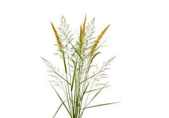 Fototapeta premium Photorealistic macro studio shot of serene wild grasses with lush green, golden, and brown blades, intricate seed heads, isolated against a transparent background with copy space, elegant natural